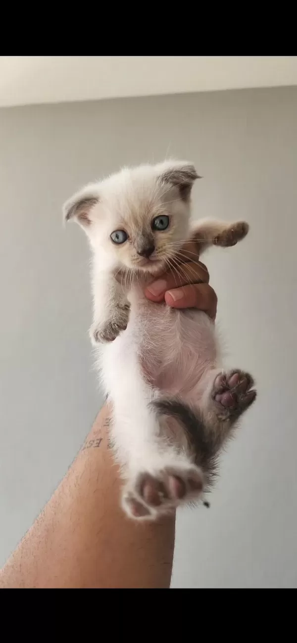 British Blue Point Mavi Göz Ve Scottish Fold Düşük Kulak