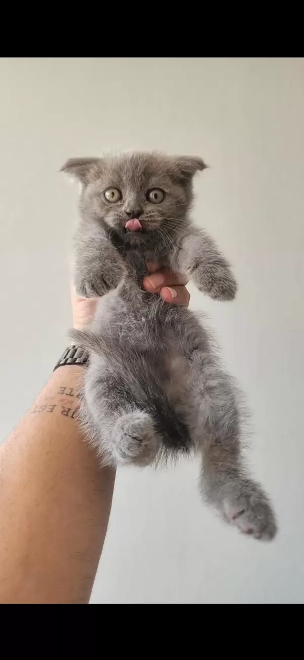 British Blue Point Mavi Göz Ve Scottish Fold Düşük Kulak