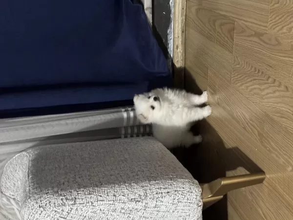 2 Dişi Ve 1 Erkek İki Aylık Pomeranian Spitz