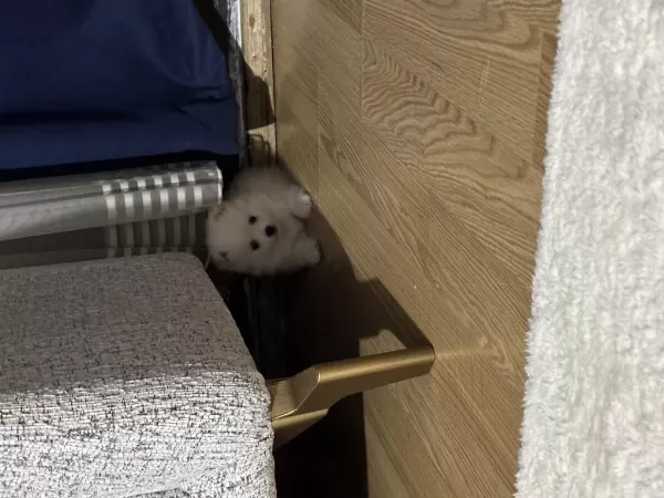 2 Dişi Ve 1 Erkek İki Aylık Pomeranian Spitz