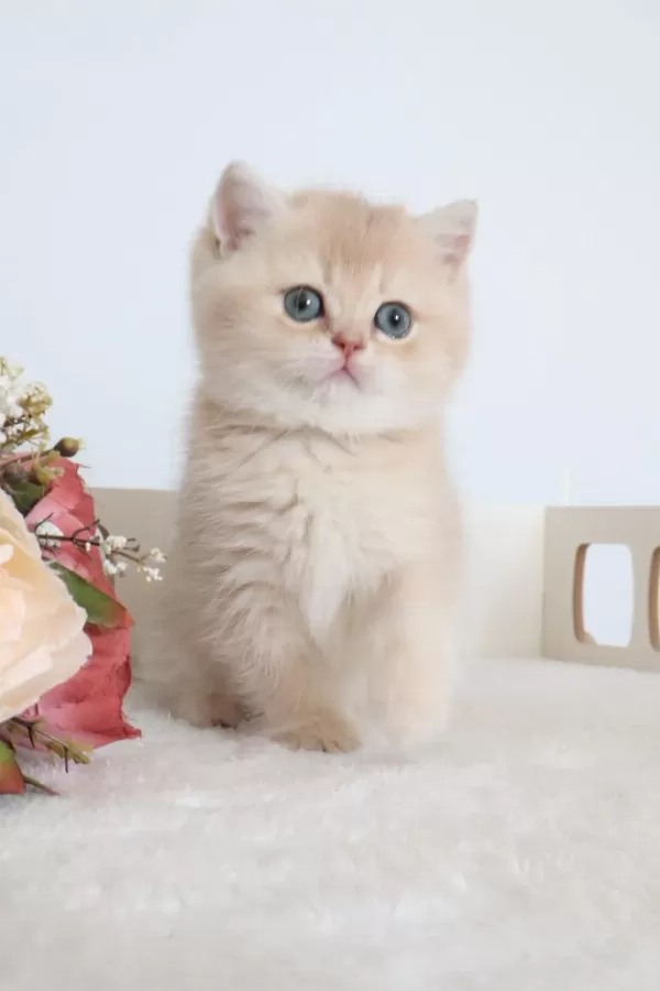 Krem Rengi Dişi Yavru British Shorthair