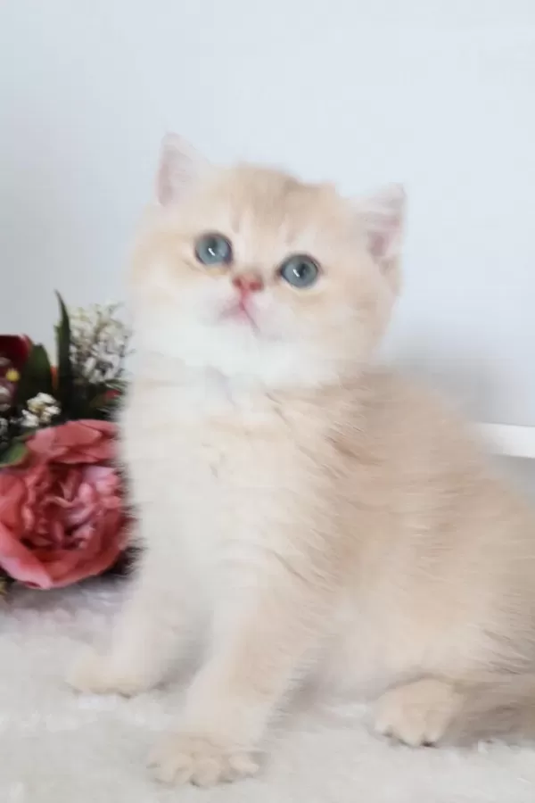 Krem Rengi Dişi Yavru British Shorthair