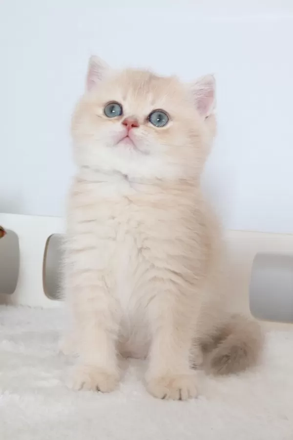 Krem Rengi Dişi Yavru British Shorthair