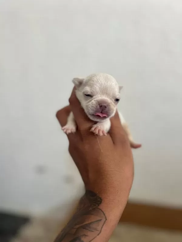 Exotic French Bulldog Yavrularim Rezerveye Açiktir