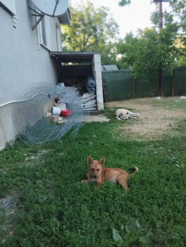 Dişi Akita Bebeğimiz