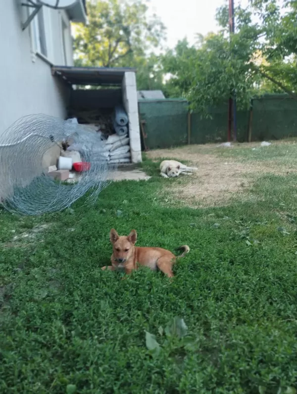 Dişi Akita Bebeğimiz