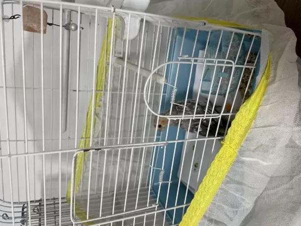 Anne Baba Cilt Ve 2 Aylık Yavru Ele Alışık Sultan Papağanı