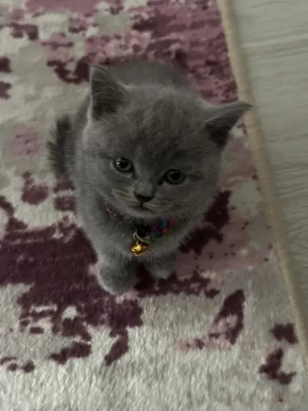 Bakmadan Geçmeyin British Shorthair Açiklamayi Oku