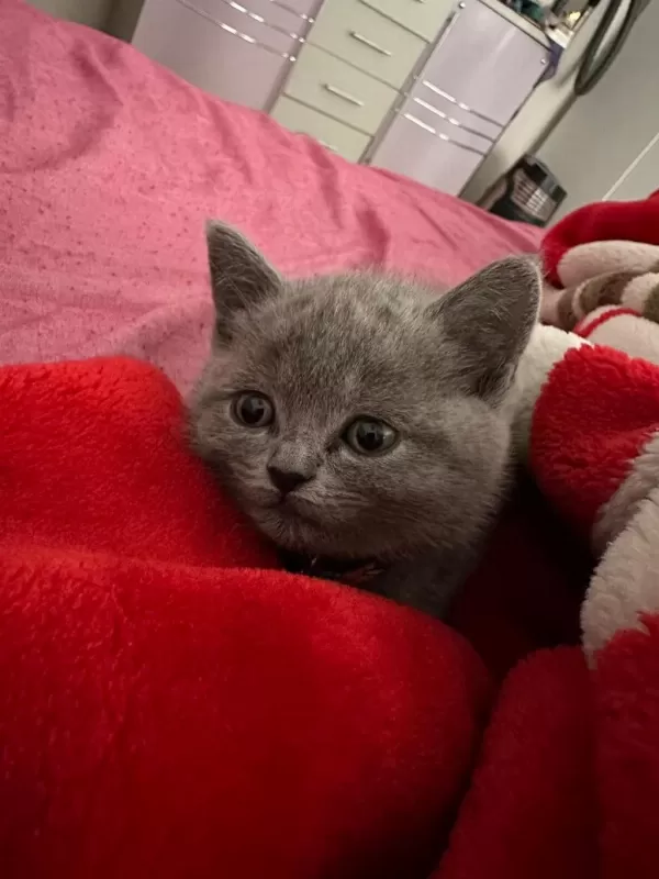 Bakmadan Geçmeyin British Shorthair Açiklamayi Oku