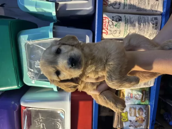 Erkek Dişi Golden Retriever Yeni Yuvasını Bekliyor