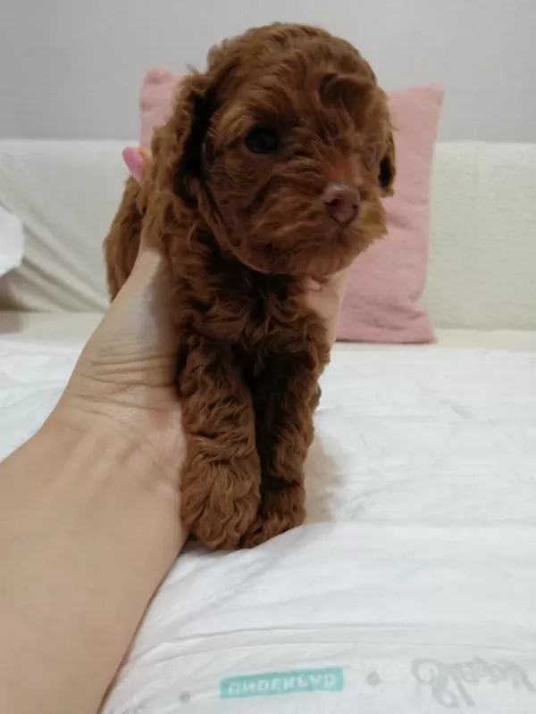 Harika Kore Toy Poodle