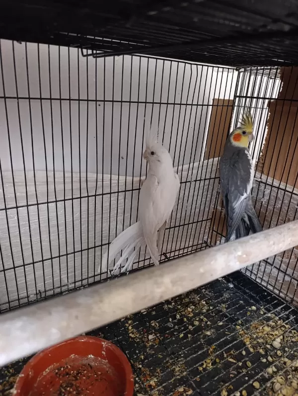 Garanti Takım Sultan Papağanı