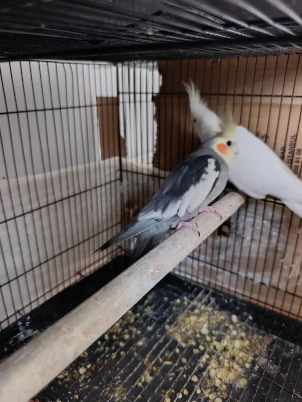 Garantili Takım Sultan Papağanı