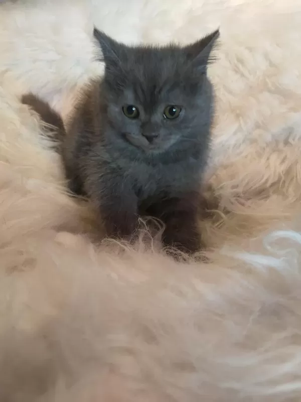 2.5 Aylık British Shorthair Yavrularım