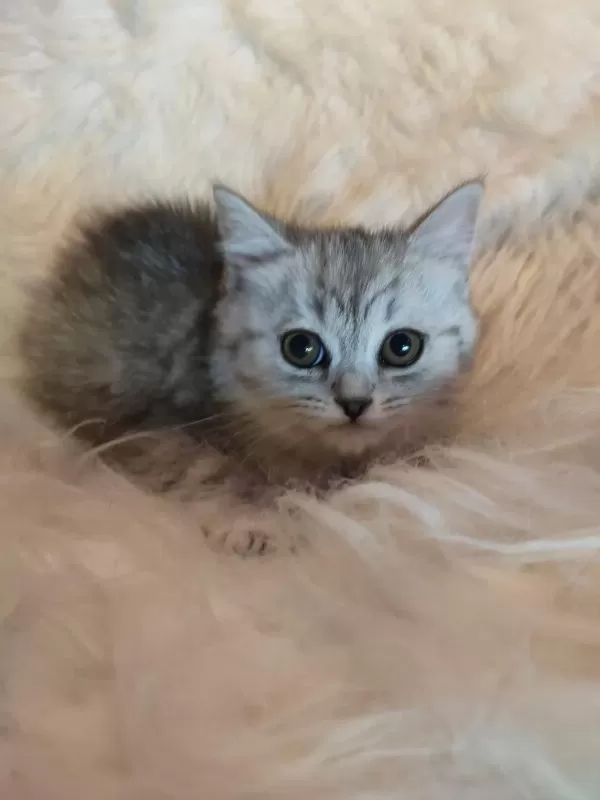 2.5 Aylık British Shorthair Yavrularım