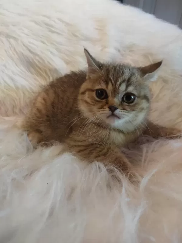 2.5 Aylık British Shorthair Yavrularım