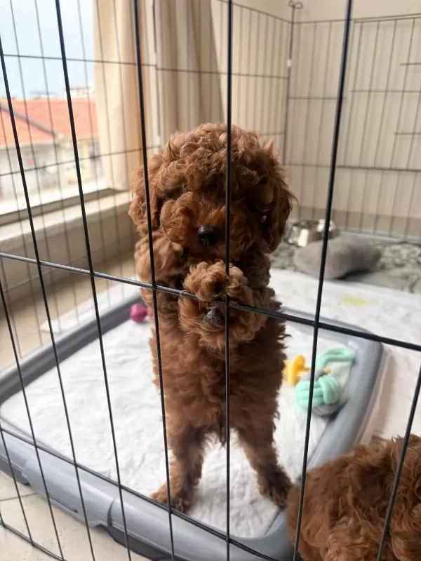 Sağlıklı 2 Aylik Toy Poodle