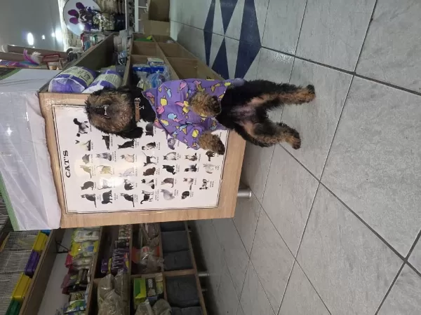 9 Aylik Dişi Eğitimli Çok Özel Toy Poodle