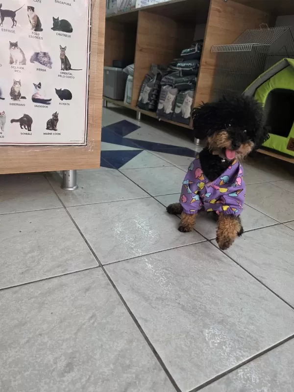 9 Aylik Dişi Eğitimli Çok Özel Toy Poodle