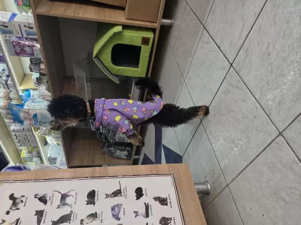 9 Aylik Dişi Eğitimli Çok Özel Toy Poodle