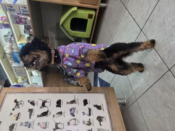 9 Aylik Dişi Eğitimli Çok Özel Toy Poodle