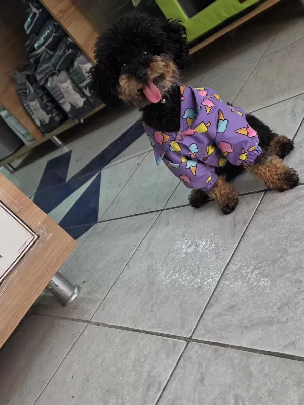 9 Aylik Dişi Eğitimli Çok Özel Toy Poodle