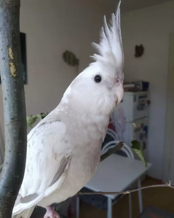 Sultan Bebeklerimiz El Besleme Yavru