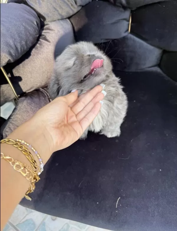 Mavi Göz Gri Bebek Şitsu