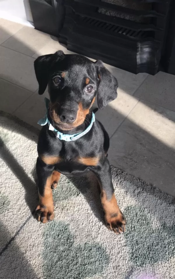 58 Günlük Doberman Kuyruğu Estetikli