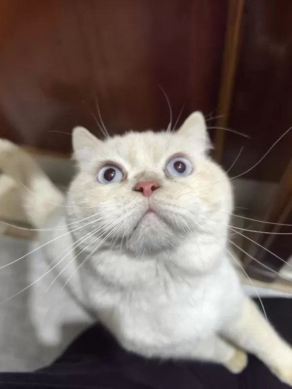 Ücretsiz British Shorthair Erkek