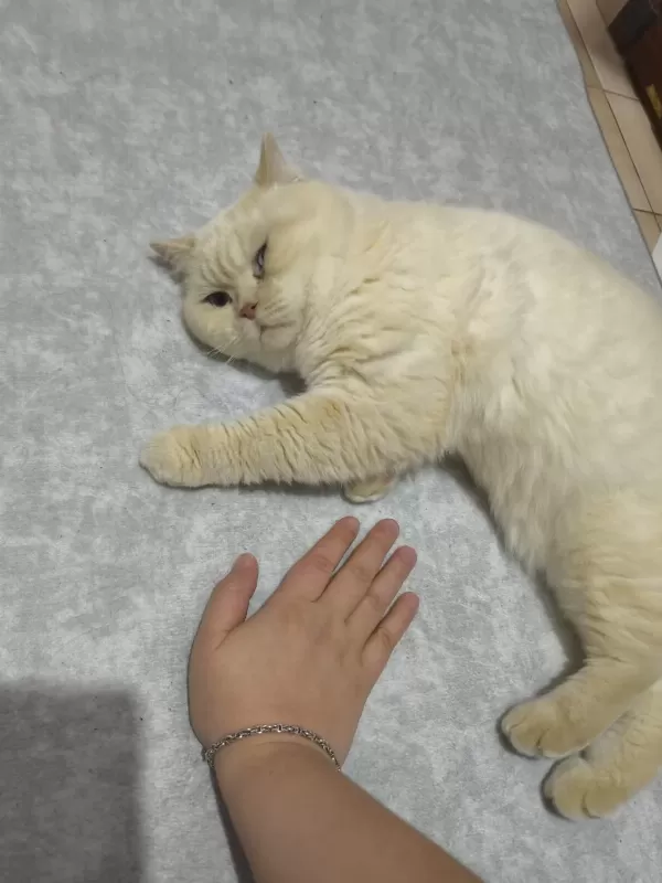 Ücretsiz British Shorthair Erkek