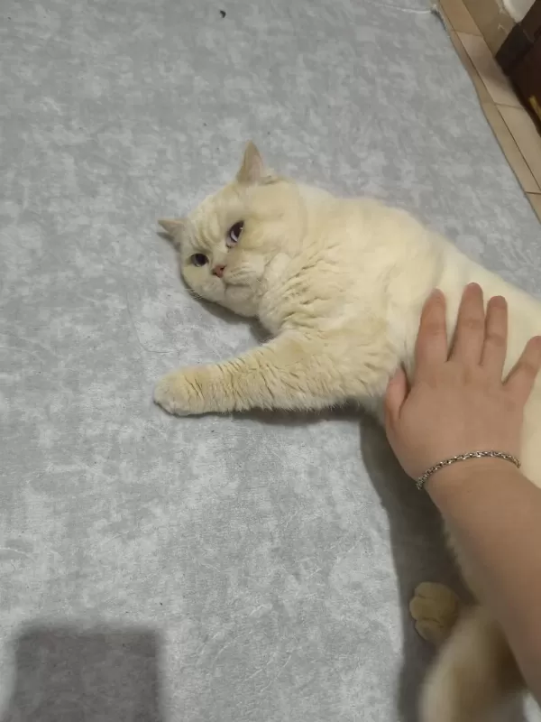 Ücretsiz British Shorthair Erkek