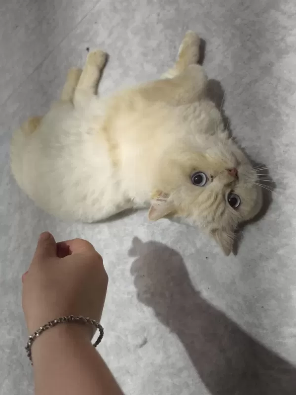 Ücretsiz British Shorthair Erkek