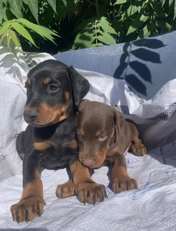 Üst Kalite Doberman Yavrular