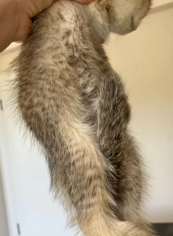 British Shorthair Leopar Desenli Yavrum