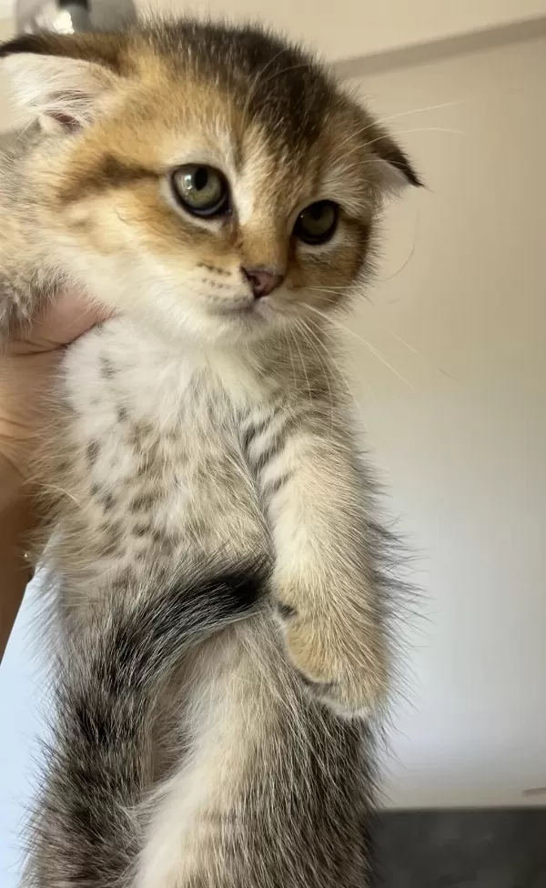 British Shorthair Leopar Desenli Yavrum