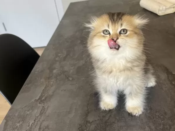 British Longhair Uzun Tüylü Yavrum