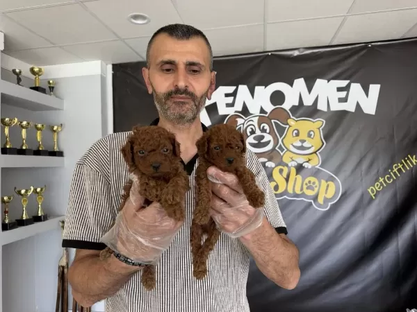 En Güzel Toy Poodle Yavrular Ankara Mağazamizda Görün