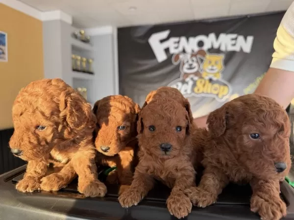En Güzel Toy Poodle Yavrular Ankara Mağazamizda Görün