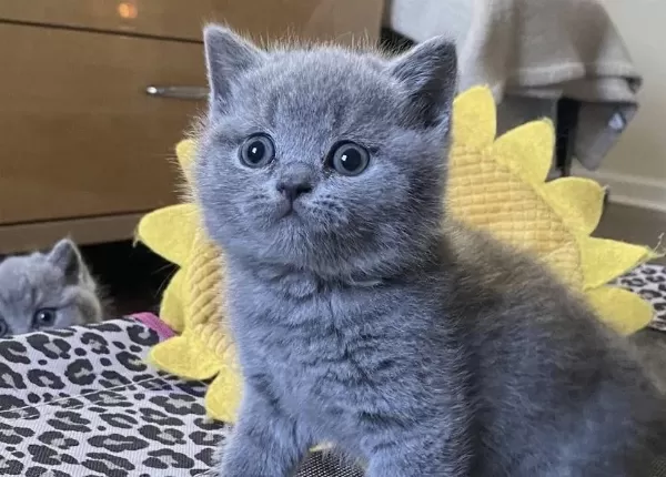 Gri British Shorthair Yavrularim