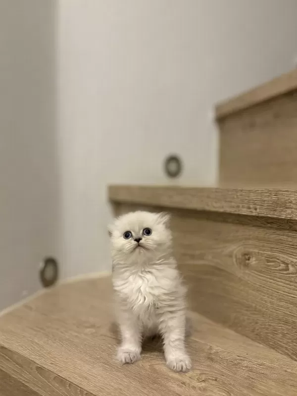 Scottish Fold Longhair Yavrularim