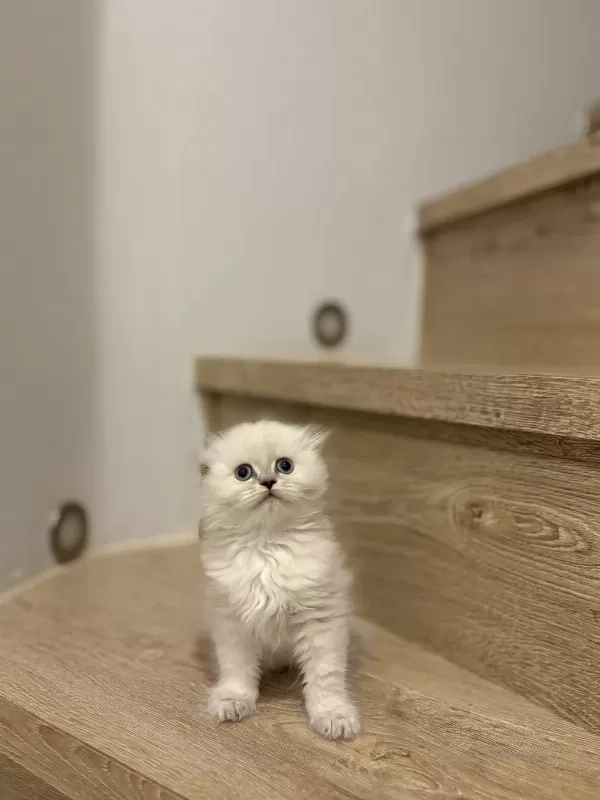 Scottish Fold Longhair Yavrularim
