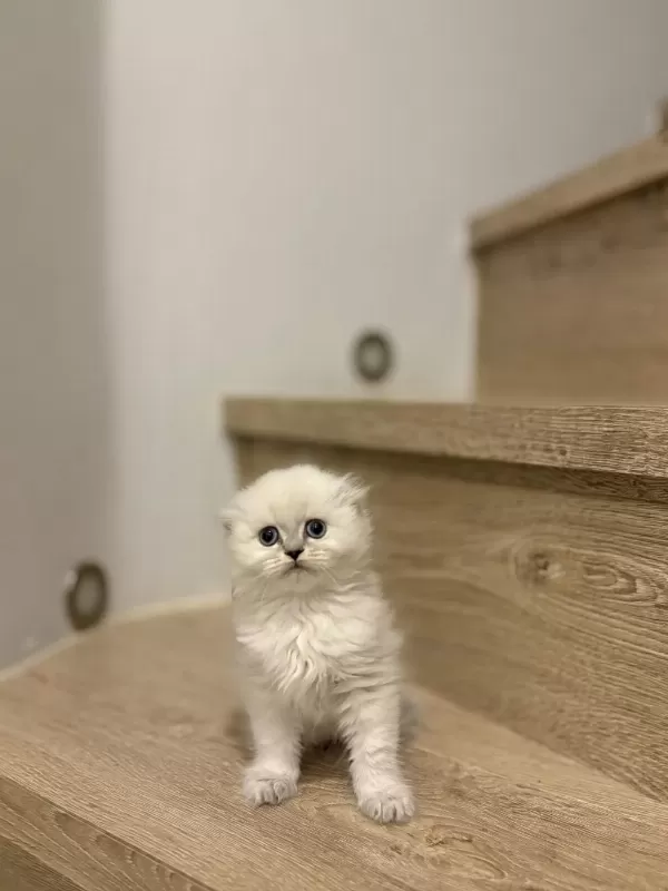 Scottish Fold Longhair Yavrularim