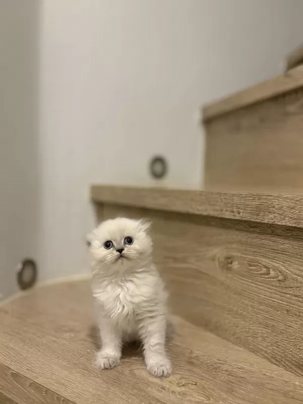 Scottish Fold Longhair Yavrularim