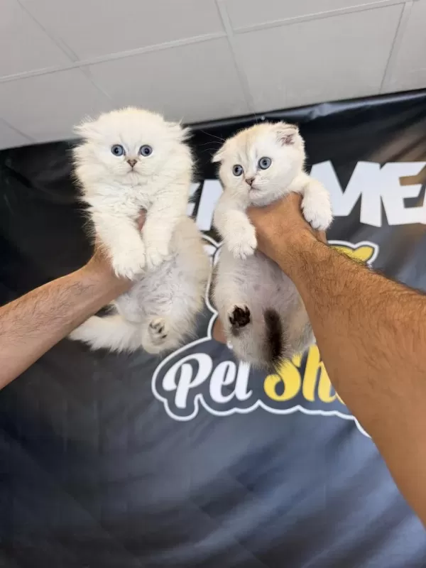 Renk Renk Orjinal Scottish Fold Yavrular Ank