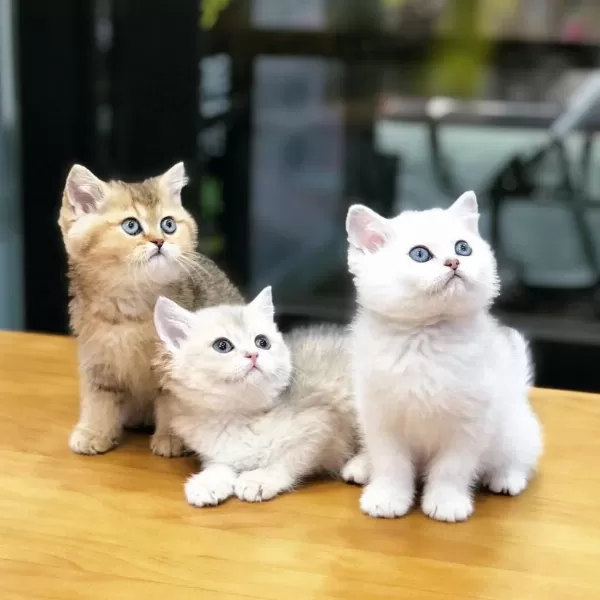 British Shorthair Yavrulari