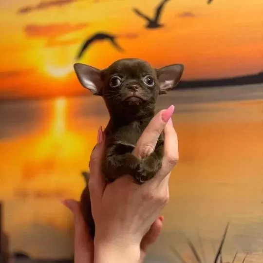 İrk Garantili Chihuahua Yavrulari
