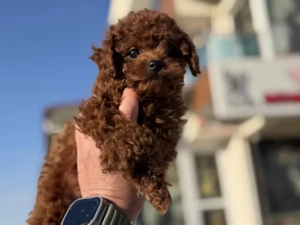 Ankaranın En Elit Kore Toy Poodle Yavruları