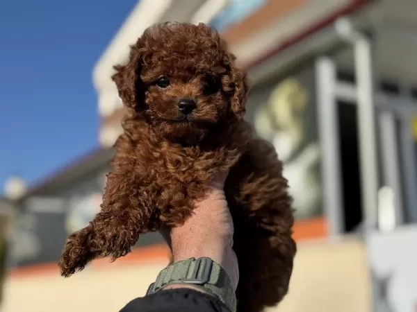 Ankaranın En Elit Kore Toy Poodle Yavruları