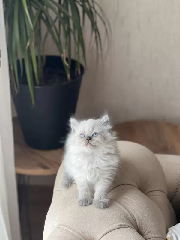 Hemen Teslim Blue Point British Longhair